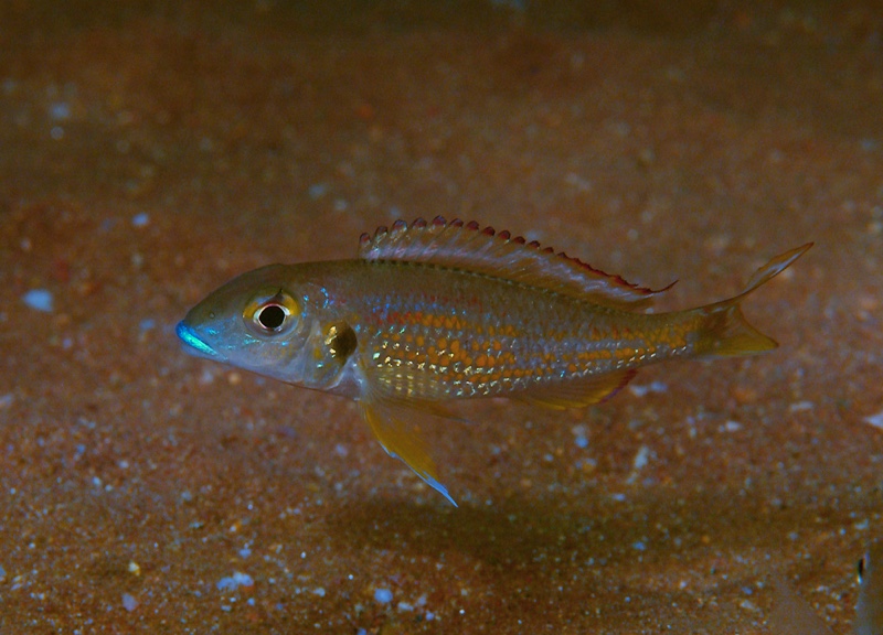 Callochromis pleurospilus 'Nyanza-Lac'